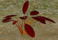 Thumbnail for version as of 00:26, 8 August 2010