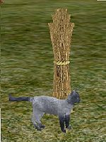 Woodland.jpg