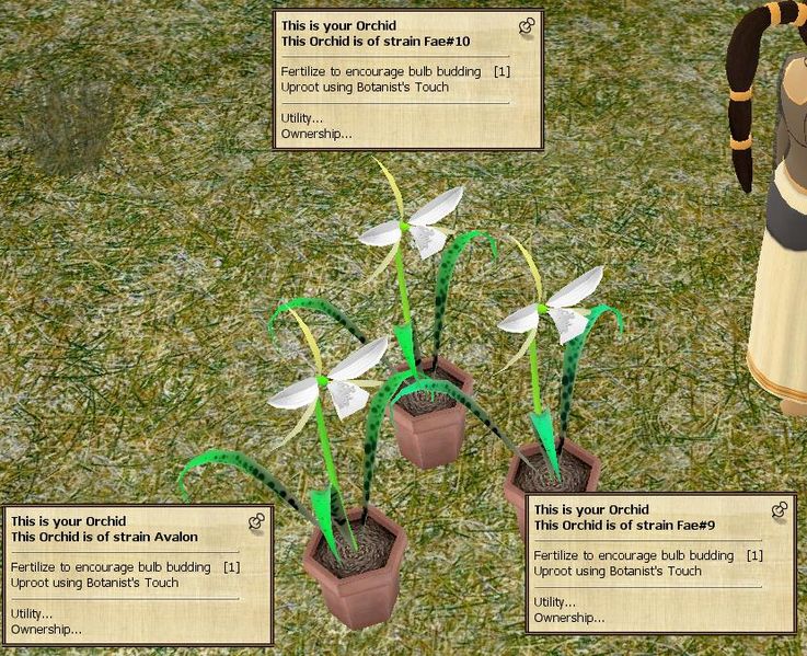 File:Orchidcross9-10.jpg