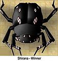 SHIRANA-Winner-small.jpg