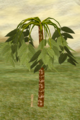 Umbrella Palm.png