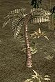 Broadleaf palm.JPG