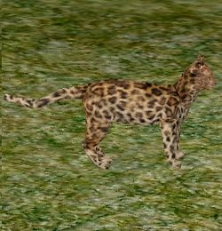 Bengal2.jpg
