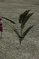 Thumbnail for version as of 18:24, 30 August 2010