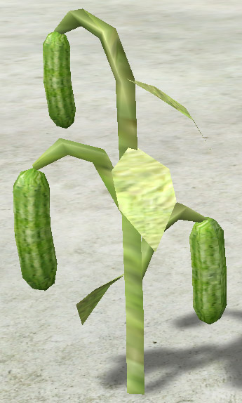 Cucumber.jpg