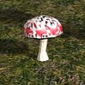 MushroomsEOO.jpg