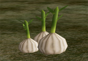 Garlic.png