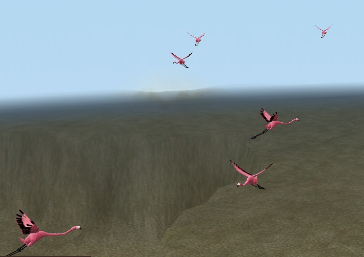 Ibis flight 3.jpg