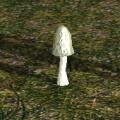 MushroomsHOA.jpg