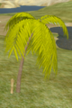 Date Palm.png