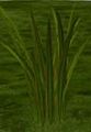 TallWaxySedge.jpg