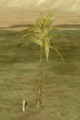 Phoenix Palm.png