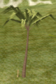 Coconut Palm.png