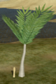 Stout Palm.png