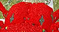 Beetle MotifFromCurl Clearing1.JPG