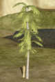 Locust Palm.png