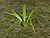 Dwarf Sweet Flag