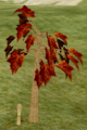 Red Maple.png