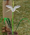 Thumbnail for version as of 15:03, 20 June 2011