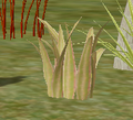 CurleyTipSnakeGrass.png