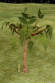 Spindle Tree.png