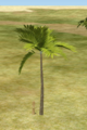 Fern Palm.png