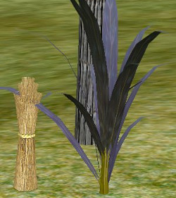 Herb sugar cane.jpg