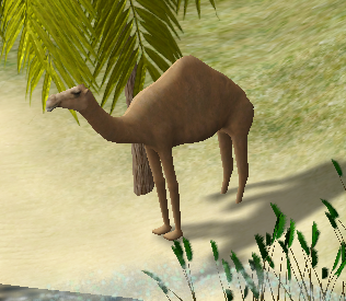 Camel.png