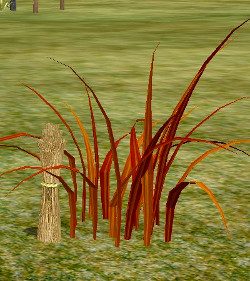 Herb orange sweetgrass.jpg