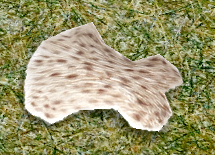 RabbitPelt.png