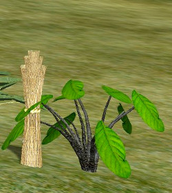Herb black pepper plant.jpg