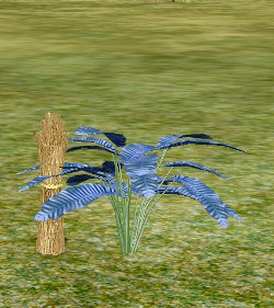 Herb dusty blue sage.jpg