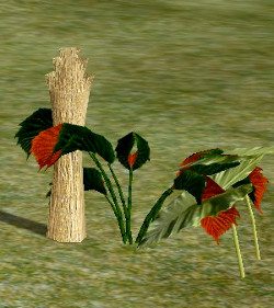 Herb crimson pipeweed.jpg