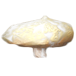 Acornscap2.png
