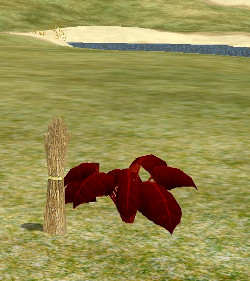 Herb bull's blood.jpg