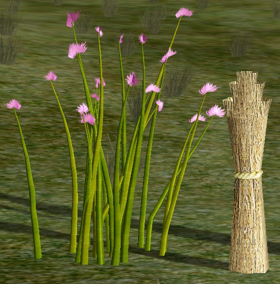 Garlic Chives.png