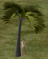 Monkey Palm.png