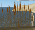 Cattails.png