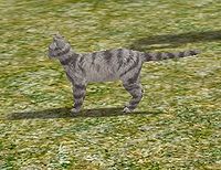 White Mackerel Tabby.jpg