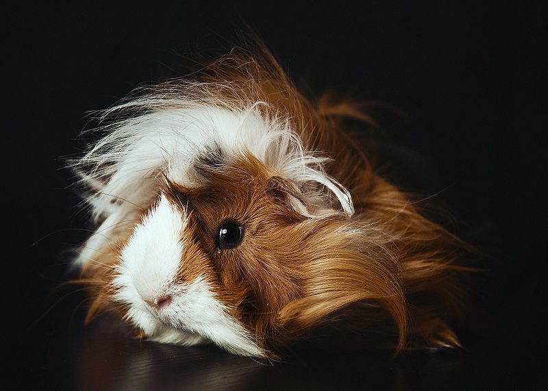 File:Piggie.jpg