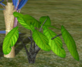 Black Pepper Plant.png