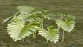 BigLeafPlant.png