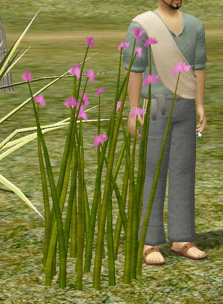 File:GarlicChives.png
