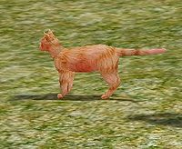 Red Ginger.jpg