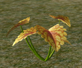 Coleus.png