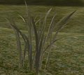 BuffaloGrass.png