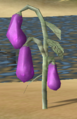 Eggplant.png