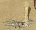 Mirabellis Fern.jpg