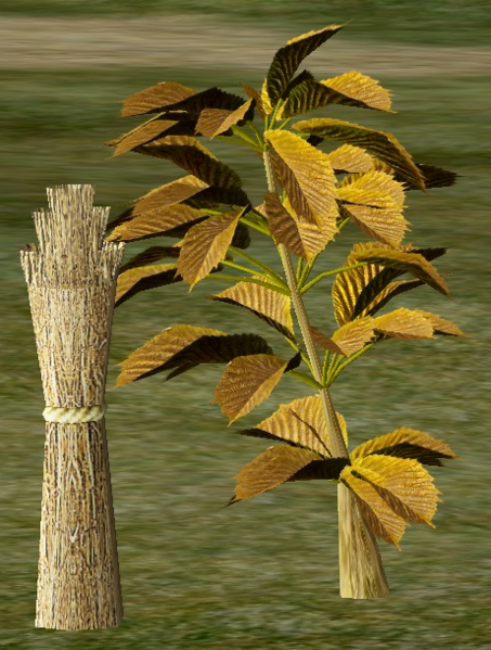 File:Crampbark.png