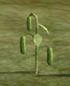 Cucumbers.png